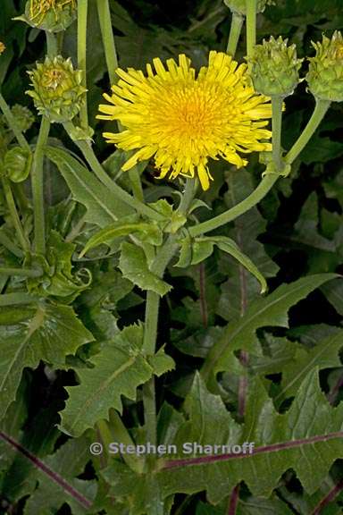 sonchus hierrensis 1 graphic